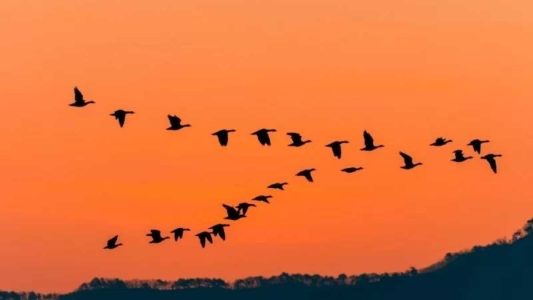 پرندگان مهاجر هنگام پرواز روی دریا چگونه استراحت می‌کنند؟